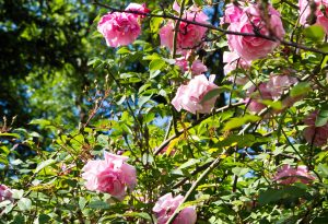 Amateur de roses anciennes, le Château d'Uzer, maison d'Hôtes